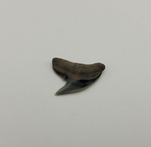 Galeocerdo aduncus miocene - galeocerdo,