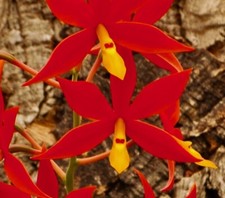 Encyclia vitelina Sundown