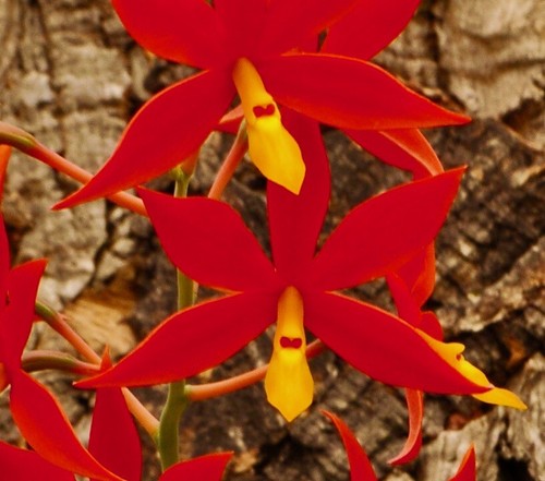 Encyclia vitelina sundown - encyclia,