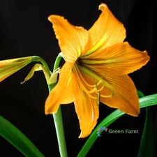 1 Bulbo Amaryllis Giallo