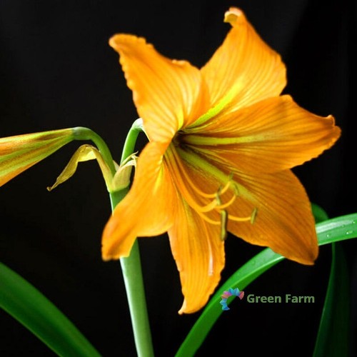 Bulbo amaryllis giallo - amaryllis,