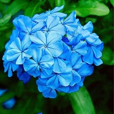 Pianta Plumbago