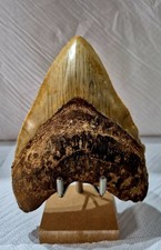 Autentico dente di squalo