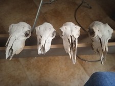 10 Teschi Di Veri Di Animali