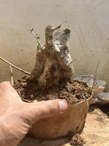 Bonsai olivastro pianta - bonsai,