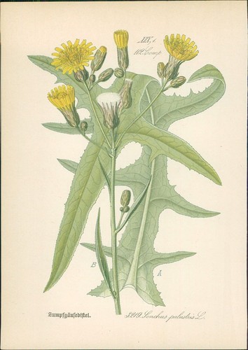 Chromolithographie - ,