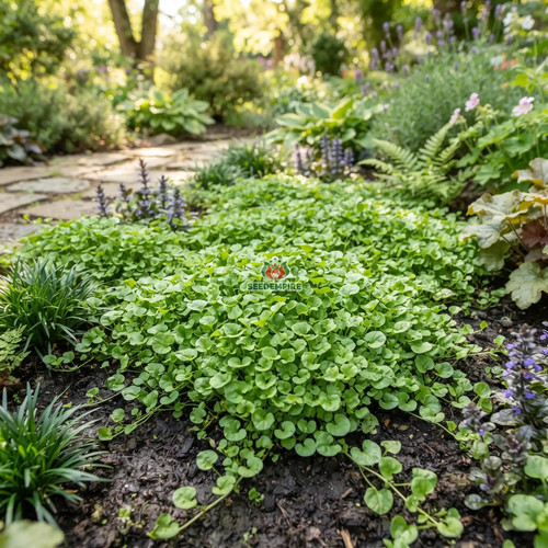 Dichondra repens - dichondra,