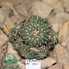 Pianta rara 6,6 cm fiore bianco Ariocarpus kotschoubeyanus WYSIWYG multi teste  