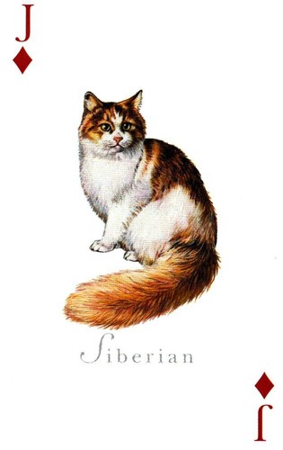 Siberiano gatti del - siberiano,,
