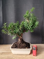 bonsai tasso 37 cm visita il