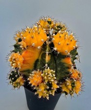 Grande Cactus Fantasiato