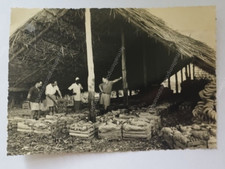 cn1094 cartolina ex colonie somalia agricola capannone per la confezione banane