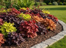 Jbz598gv heuchera miscela - miscela, mix