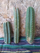 Pachanoi, San🌵Pedro X3