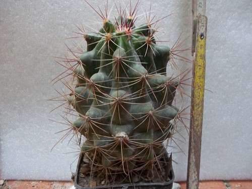 Ferocactus hamatacanthus