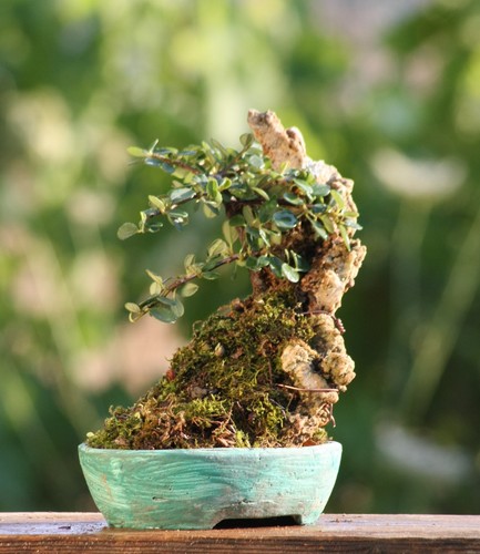Prebonsai cotoneaster - prebonsai,