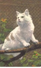 Gatti #MK40058 Un Gatto Bianco Su Una Ramo