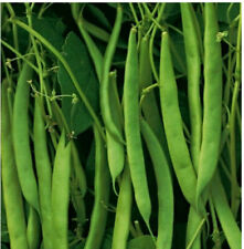 15 semi NANO MAGIRUS FAGIOLO SENZA FILI