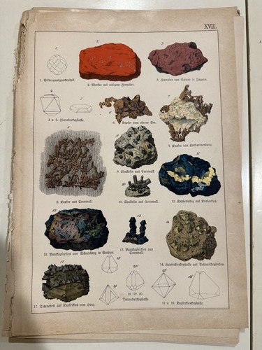 Stampa antica incisione - , 1888