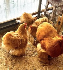 Cocincina Gigante Fulva Uova