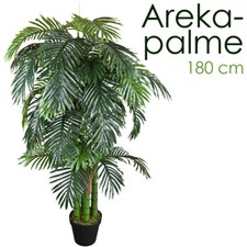 Palma palma palma arekapalma