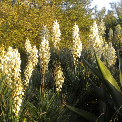 Yucca gloriosa delle - yucca,