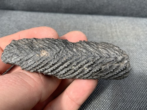 Fossil shark dorsal - fossil,