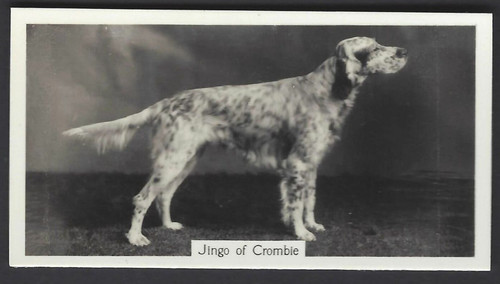 Sinclair champion dogs - sinclair, (j)