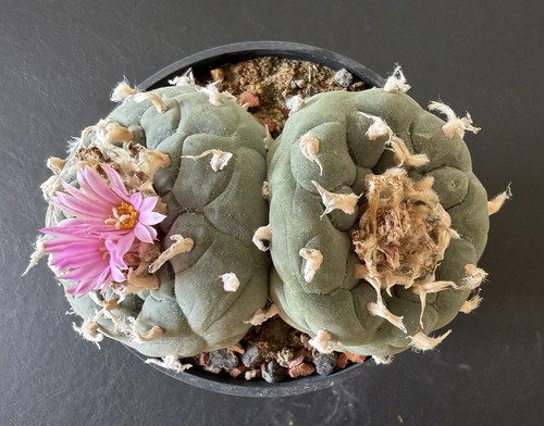 Ariocarpus spec a radice - spec.,,