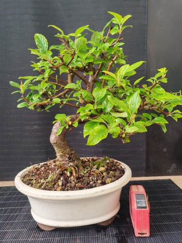 Bonsai melo giapponese - di,