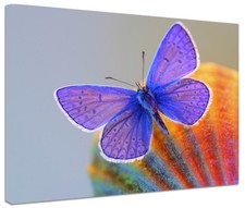 Quadro Moderno Arredamento Farfalla cm.70x50 Stampa Tela Arredo Casa Design