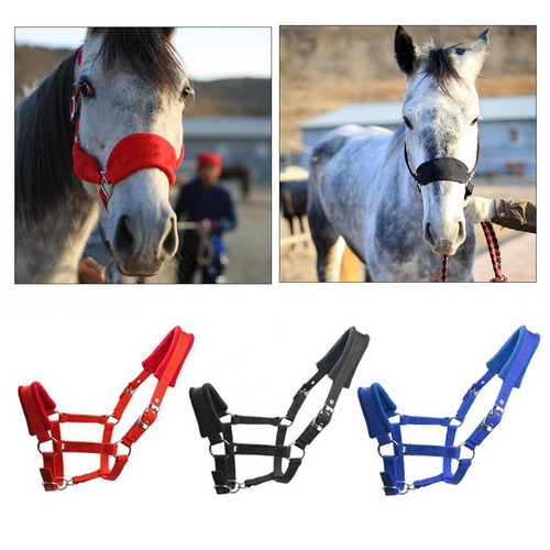Collare headstall con - collare,