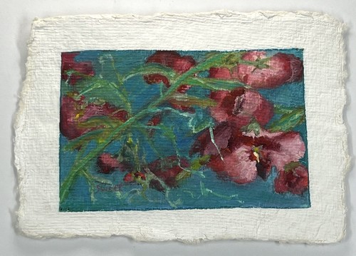 Pamela dolce sweetpea - dolce,