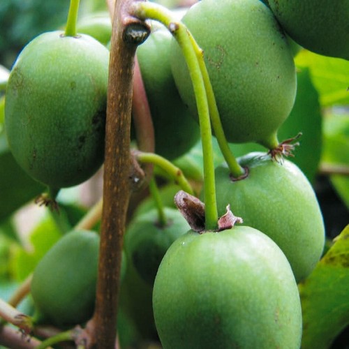 Aktinidia issai bisessuale - bisessuale, 2l