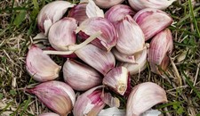 50 SEMI DI AGLIO ROSA -  50