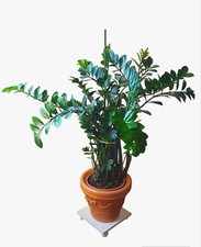 Pianta Zamioculcas zamiifolia Vaso 27cm.
