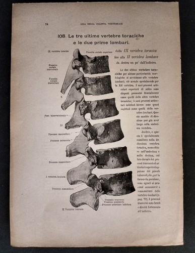 Stampa anatomica vintage - stampa,