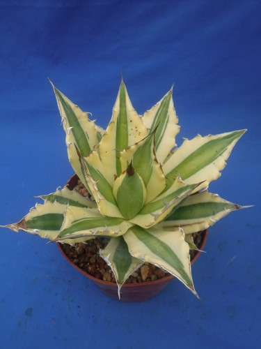 Agave titanota snaggle tooth - agave, "snaggle