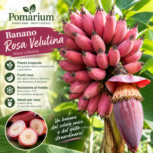 Banano rosa musa - rosa,