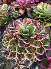 BZ116LI Bromelia Neoregelia