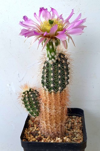 Echinocereus richenbachii ssp
