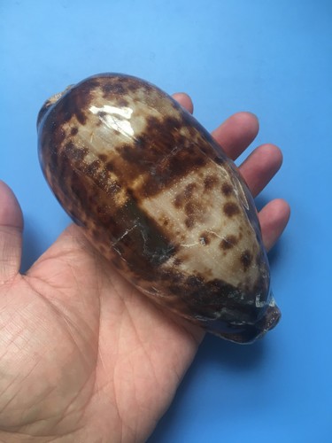 138 cypraea - 138,6,