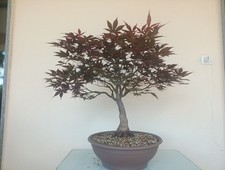 BONSAI ACERO PALMATO