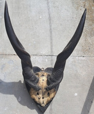 corna trofeo antilope Eland