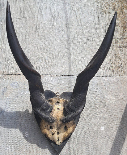 Corna trofeo antilope eland - corna,