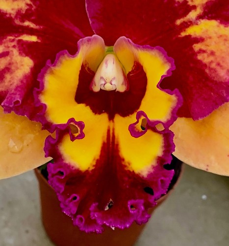 Profumo cattleya firewings - profumo,