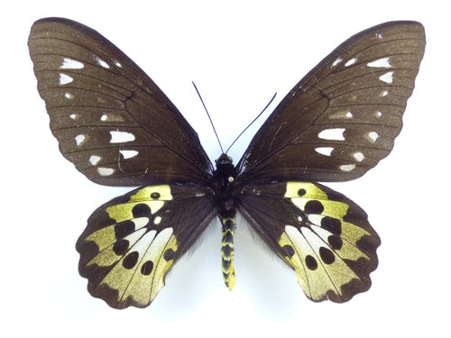 Ornitotteri rothschildi ssp