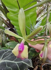 profumo orchidea Cattleya