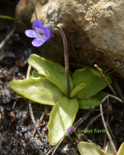 100 semi pinguicula vulgaris - 100,