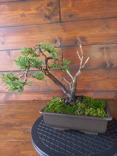 Bonsai ginepro visita il - ginepro.,